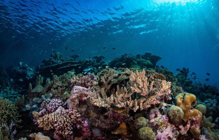 Coral Reef Breakthrough: A new initiative to save Earth’s most precious ecosystems!